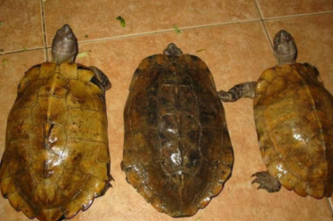 扁东方龟的价格多少？价格因地而异