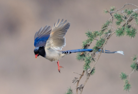 红嘴蓝鹊有什么特点？不清楚的可以来看看