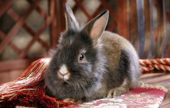 泽西长毛兔性格怎么样？来看看适合你养吗？