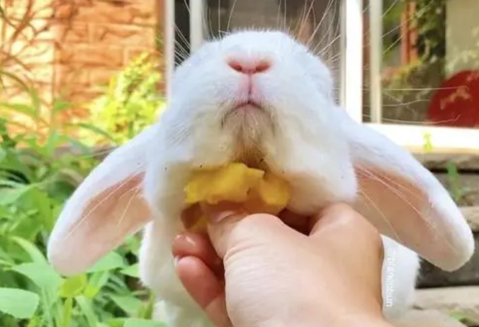 一文带你解析，英国迷你垂耳兔缺点！