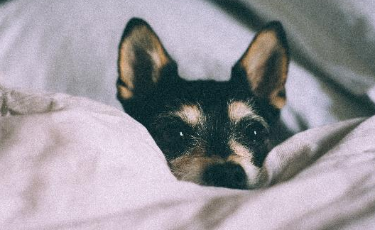 狗可以吃枣儿吗？不看小心威胁生命