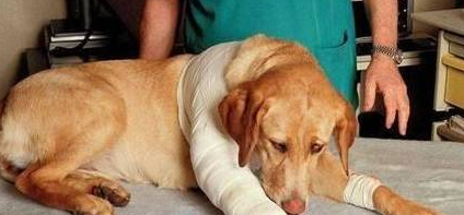 狗狗脚受伤流血了怎么办？主人应该这样做