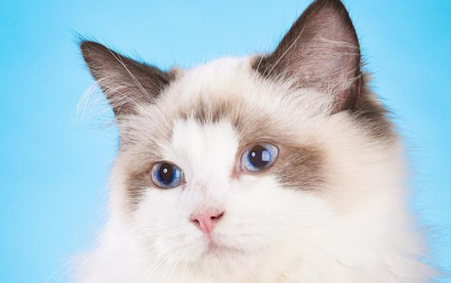 想知道猫几岁才成年开始发情？这篇文章给你答案