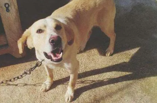 狗狗见到陌生人老是叫该怎么办？这些方法可以试试