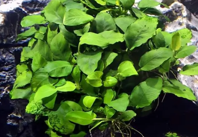 家里的生态鱼缸放这6种草，实用好看