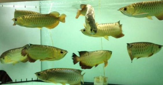 鱼缸水质要想调理到最清澈的状态，我们可以参考四种方法！