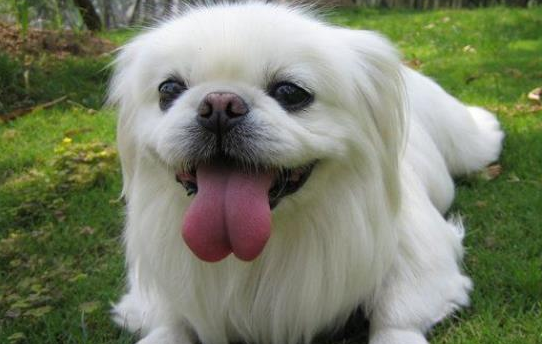 京巴狗能吃木耳吗?本篇文章告诉你 京巴狗能吃木耳吗?本篇文章告诉你