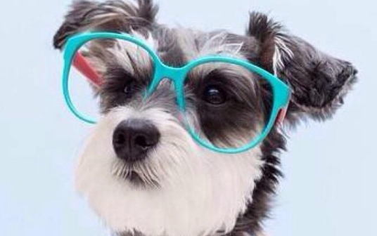 雪纳瑞的智商怎么样？看看本文咋说的