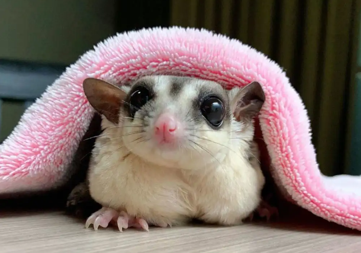 人工饲养蜜袋鼯能活几年?赶紧点进来看看 人工饲养蜜袋鼯能活几年?赶紧点进来看看