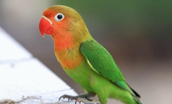 棕榈凤头鹦鹉是几级保护动物，不知道的看过来！