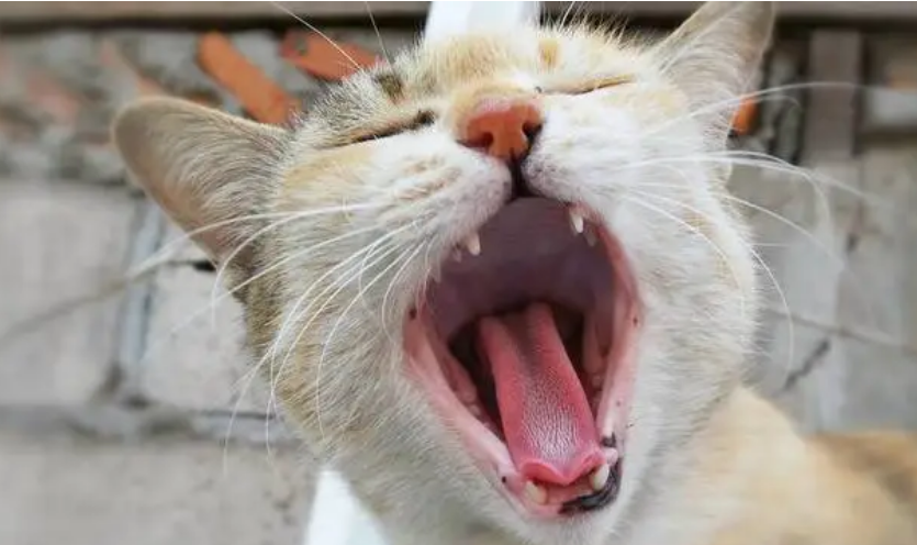 猫一到晚上就叫，可能是这5种情况