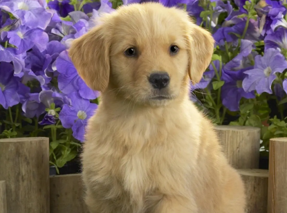 为什么狗狗的肚子好烫？看完你就明白了！