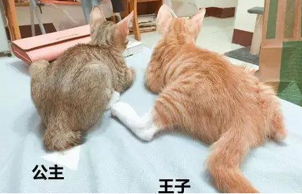 公猫和母猫怎么区别？看这里