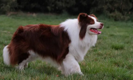 边境牧羊犬的详细介绍，它都有哪些颜色？