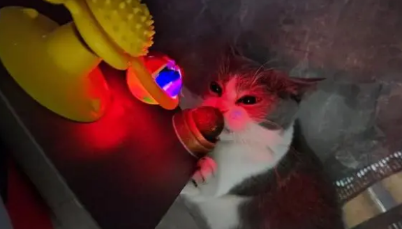 猫草和猫薄荷有什么区别？