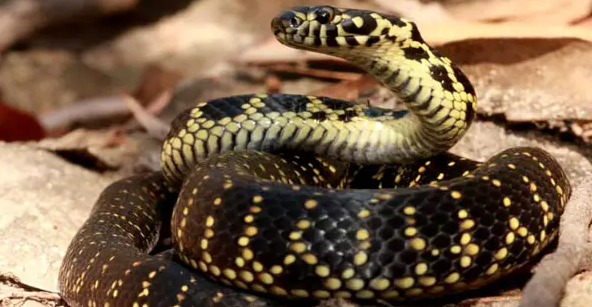 如果被盔头蛇咬了，还会有救吗？