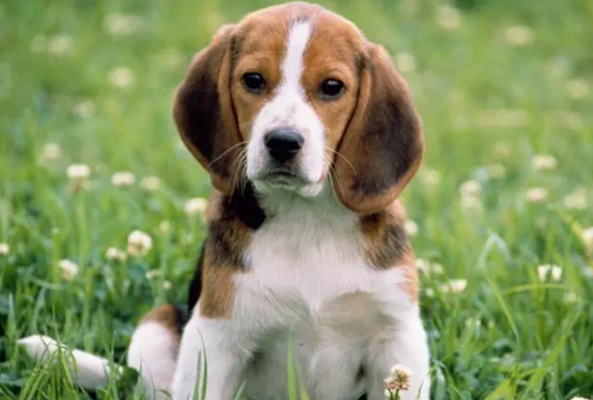 狗狗皮肤发红瘙痒是什么原因?快来了解下吧~ 狗狗皮肤发红瘙痒是什么原因?快来了解下吧~