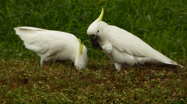 小葵花凤头鹦鹉多少钱一只？本文帮你解答！