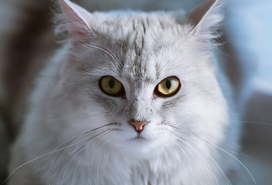 现在养宠物的人是越来越多了，许多养猫的人都会遇到这样一个问题，那就是主人要进行长途旅行，可猫咪无法跟着主人乘坐高铁或者飞机。因此许多人会选择托运。但是许多小白还是不太了解猫托运的细节。今天就让小编告诉大家猫如何托运，猫托运要花多少钱，快来一起看看吧。 托运宠物的陆运、空运种类很多，空运方式自然也成为大多数人的首选。那么宠物空运怎么收费的呢？易丰运宠下面就全方位为您详细介绍一下宠物空运如何收费标准之一。猫咪托运的通常费用 宠物空运其实就是从始发地以飞机运输形式把宠物寄往另一城市，由于使用的运输工具为飞机，所以就运输费用而言，绝对高于陆运。此外，宠物空运又分为随机托运与分别托运两种方式，随机托运是指宠物主人本人乘坐飞机的方式，而分别托运则是指主人没有乘坐飞机而独自为宠物托运的方式。这两种托运方式所需程序不同，其价格亦不同。猫咪托运一般需要多少钱 顾名思义，宠物与主人乘坐同一架飞机，像行李托运为。应该指出，并非所有航班上都设有氧舱，因此买票时必须提到那个才知道，这趟飞机有没有氧舱。但在处理随机托运时，宠物空运如何计费单价较高，需要询问相应航司的现场柜台处理。有益效果是飞机降落后无需等待太长时间，直接到行李转盘上领取宠物即可，而且无需缴纳提货费。 独自处理宠物托运时，若是亲自到机场处理很繁琐，需要咨询飞机后才能按照航司的要求选购宠物航空箱。再加上自己也得把宠物带到机场办检疫证明，每一个通道都是需要收取烦琐的费用。因此独自处理宠物托运问题，易丰运宠提出，最好请专业宠物托运公司。一般宠物空运如何计费，有个基础重量计费基本在5千克左右，但计费标准确实不同，有些航线850元，有些950元这还没具体定价。若超过基础重量则会出现续重现象，同时还会根据不同航线上不同的城市进行实时报价。提醒宠物空运如何计费计费计费重量为宠物与笼子放在一起时的总重，与独立宠物本身无关。猫咪托运一般需要多少钱 那么宠物空运如何收费呢，这一问题并没有一个固定回答，若是要办宠物托运业务，本身就不便到机场办的话，可与专业宠物托运公司取得联系进行具体报价。 这就是关于猫咪如何托运的全部细节了，你学到了吗？