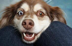 网红巴顿狗到底是什么来头？一文给你讲清楚！