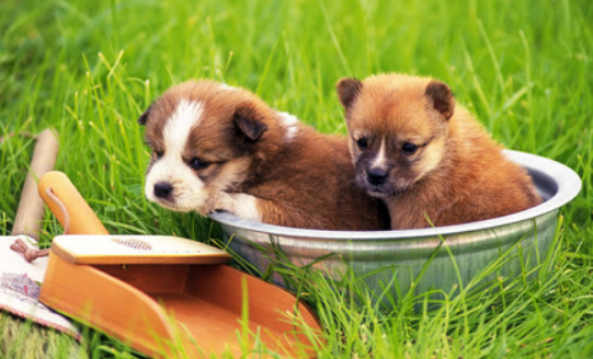 扒一扒宠物狗体外驱虫那些事儿 扒一扒宠物狗体外驱虫那些事儿