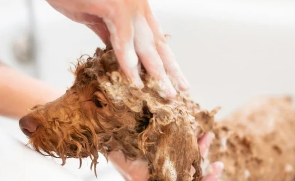 宠物狗讨厌洗澡怎么办？这七个方法让你的狗乖乖去洗澡，亲测有效