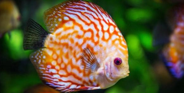 养殖观赏鱼，清理鱼缸，掌握这“2点”，水质更清澈