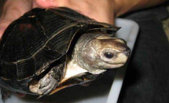 缅甸黑山龟的哪些行为可以看出它已经认可主人了？