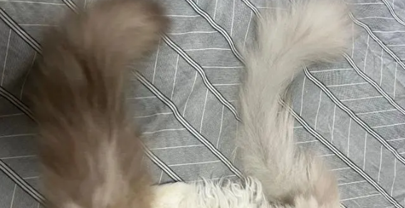 公猫为什么喜欢拍打尾部？一起来看看吧