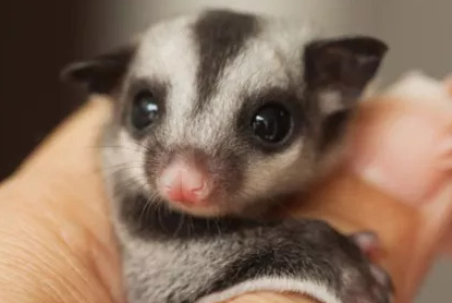 不清楚蜜袋鼯会认几个主人？戳进来看看！