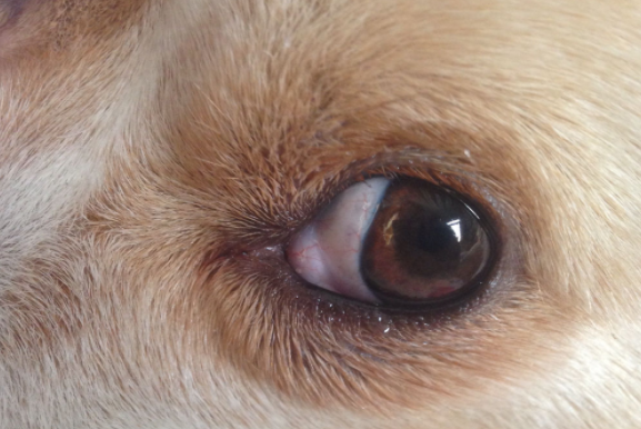 狗眼白红了是什么原因?怎么导致的? 狗眼白红了是什么原因?怎么导致的?