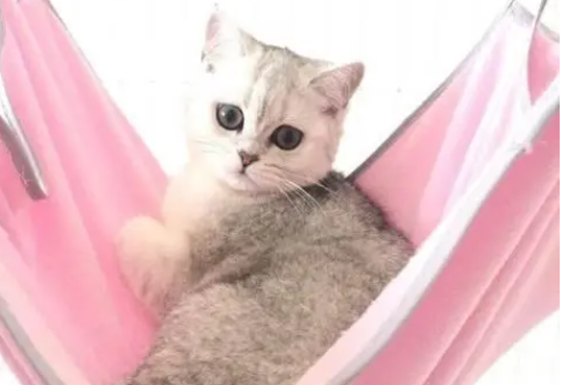 银渐层带虎斑纹是不是不纯？本文可以解答