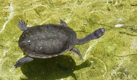 养龟小知识：长颈龟浮水怎么回事？