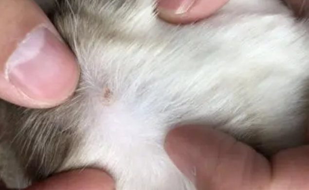 猫咪为什么做体外驱虫？体外驱虫药品又该如何选择？1篇文章搞定