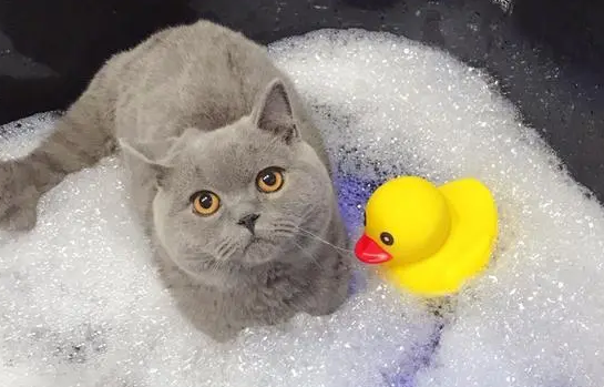 猫中暑可以洗澡吗？来这里看看吧~