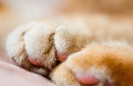猫脚下的肉垫有什么作用?本文帮你解答! 猫脚下的肉垫有什么作用?本文帮你解答!