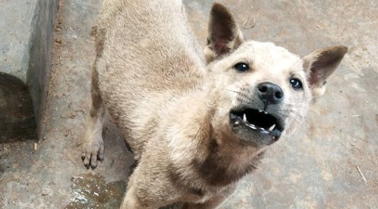 土狗多大开始变凶?饲养需知! 土狗多大开始变凶?饲养需知!