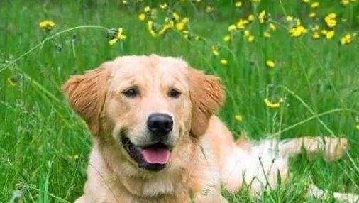 你们知道,狗狗多久认第二任主人? 你们知道,狗狗多久认第二任主人?