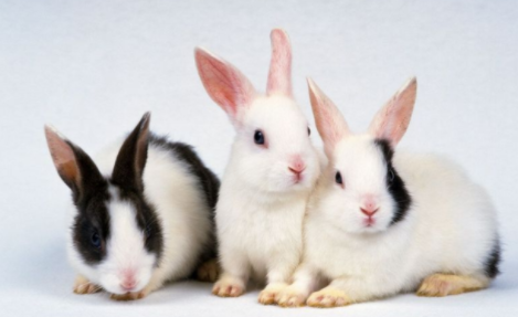 兔子多久成年？感兴趣的可以了解一下！