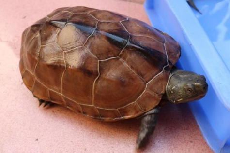 中华龟怕冷吗？这份饲养知识值得get