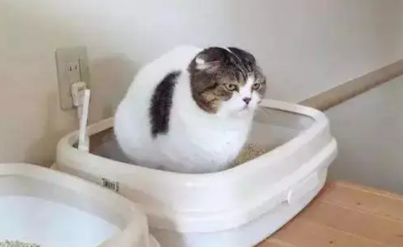 猫咪软便和拉稀的区别是什么？一文教你分辨