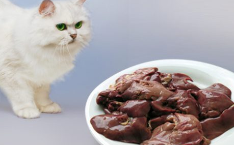 猫吃猪肝有什么好处？不清楚的来看看~