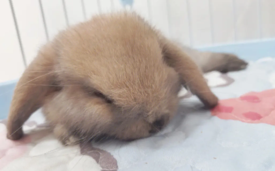 荷兰垂耳兔如何繁殖?原来是这样? 荷兰垂耳兔如何繁殖?原来是这样?