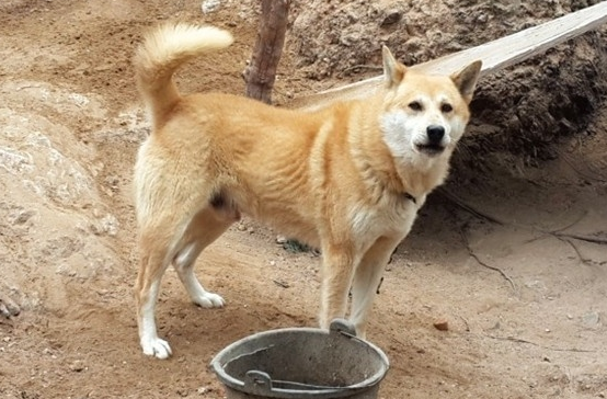 宠主教你看,你家狗狗是“粘人精”还是“高冷王”? 宠主教你看,你家狗狗是“粘人精”还是“高冷王”?