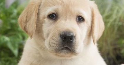 拉布拉多五个月会有什么表现？