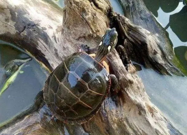 乌龟晒背灯的那些事儿，关于晒背灯要了解这些