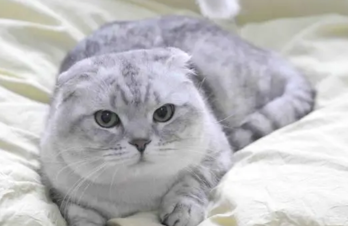 折耳猫一定会发病吗?铲屎官要来看看 折耳猫一定会发病吗?铲屎官要来看看