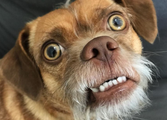 宠主须知:狗狗胡须白说明什么问题呢? 宠主须知:狗狗胡须白说明什么问题呢?