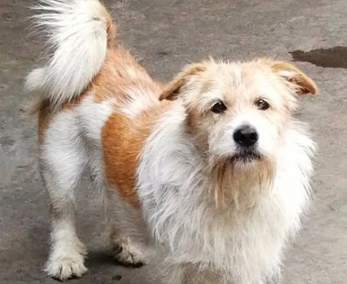 年幼的串串狗和中华田园犬怎么分别，原来这么简单~