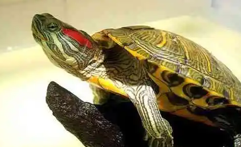 今日科普：斑彩龟与巴西龟的区别是什么？